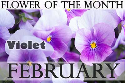 February Flower Violet