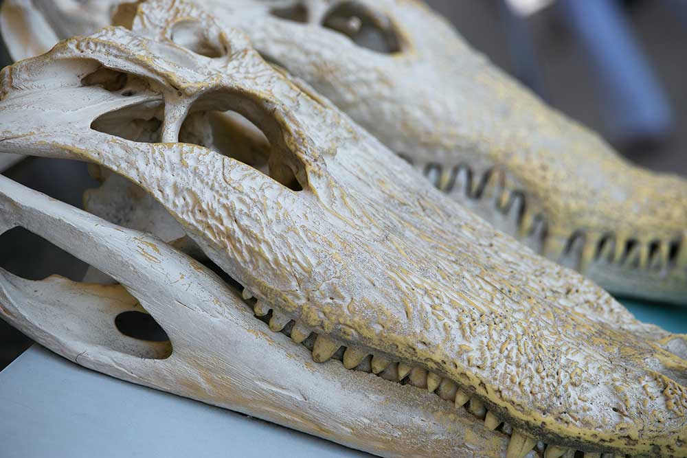 Fossil Day