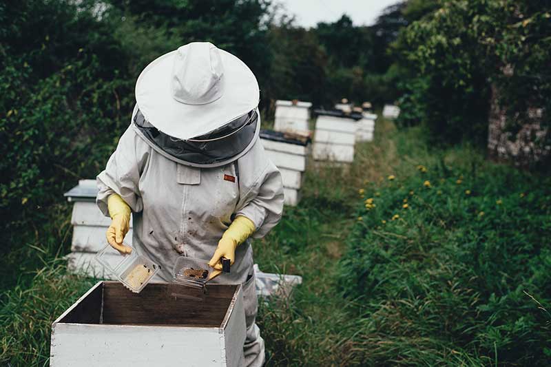 Honey Bee Day