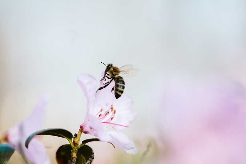 World Honey Bee Day