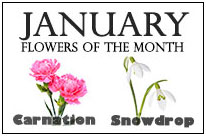 January Flowers
