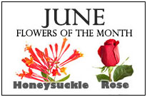 June Flowers