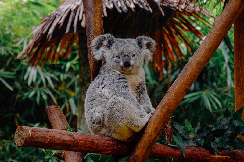 Save the Koala Month