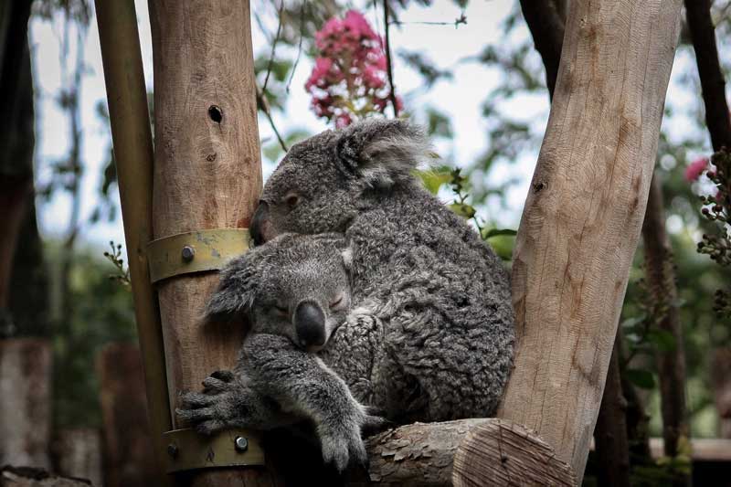Save the Koala Month