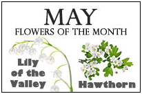 May Flowers