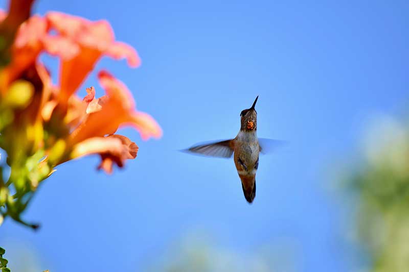 Hummingbird Day