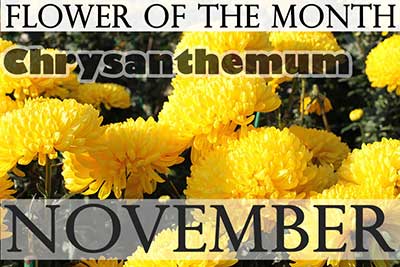November Flower Chrysanthemum