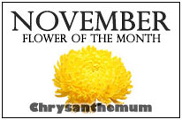November Flowers