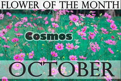 October Flower Cosmos