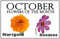October Flowers