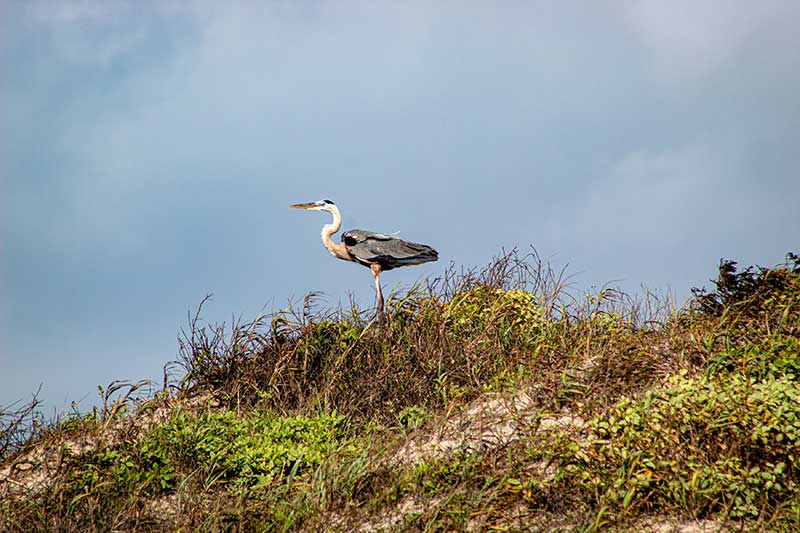 Oceans: Padre Island National Seashore in Texas