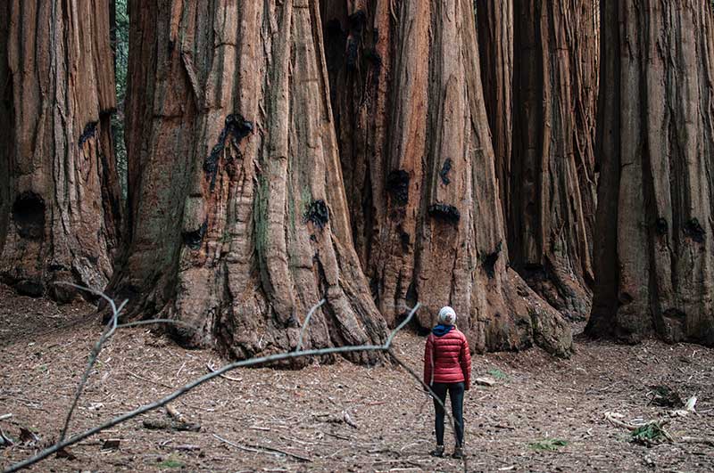 Redwoods: Sequoia National Park in California