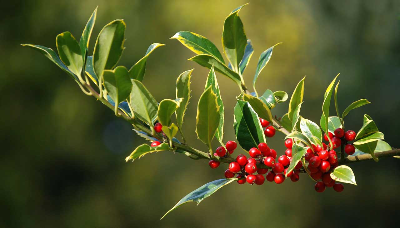 Why Red and Green are the Colors of Christmas 