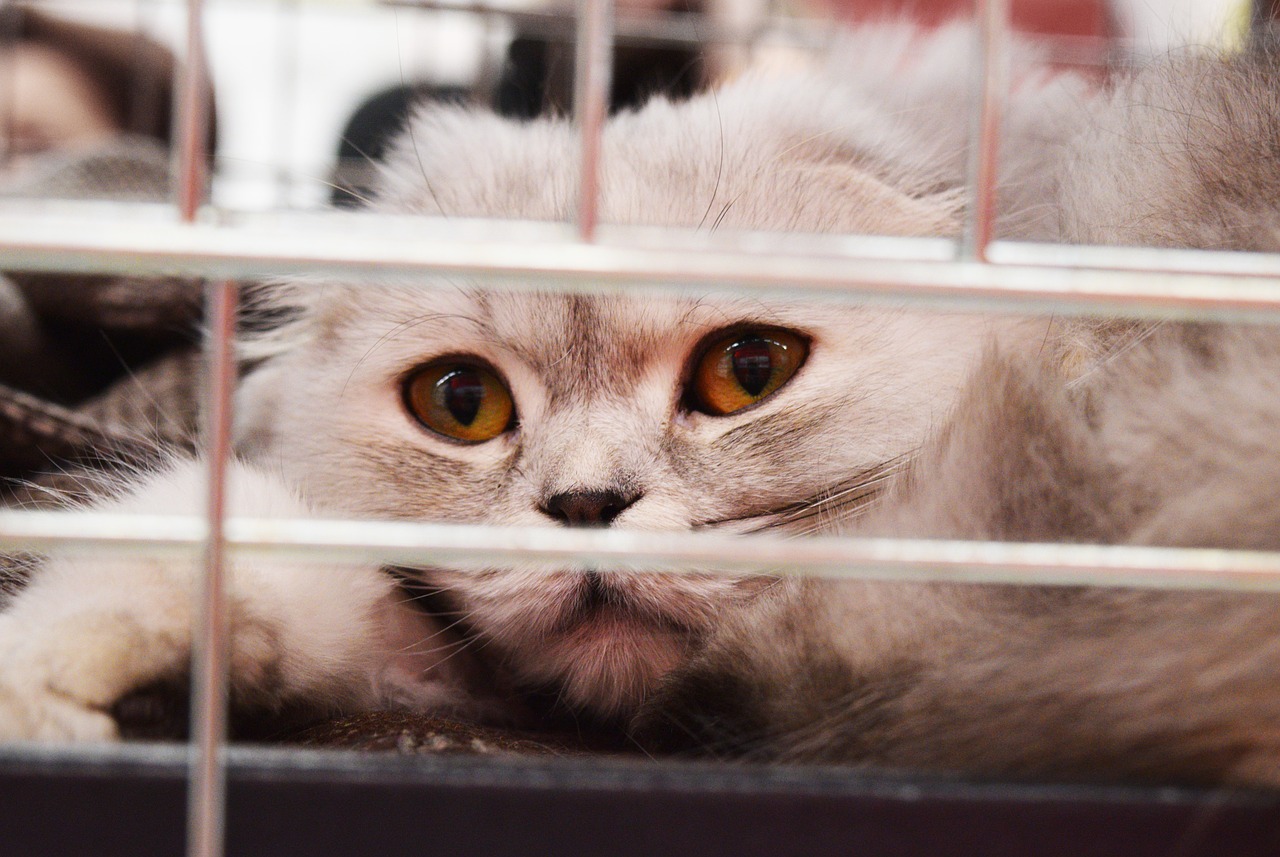 Adopt a Cat in June