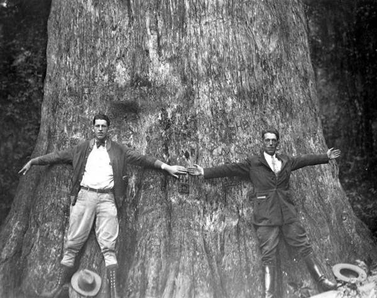 The Senator - Bald Cypress largest tree 1920
