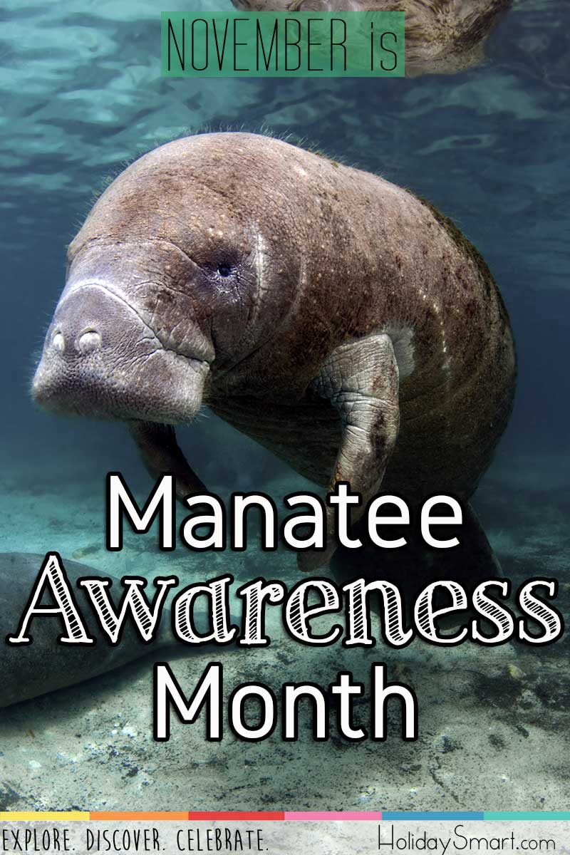 November is Manatee Awareness Month