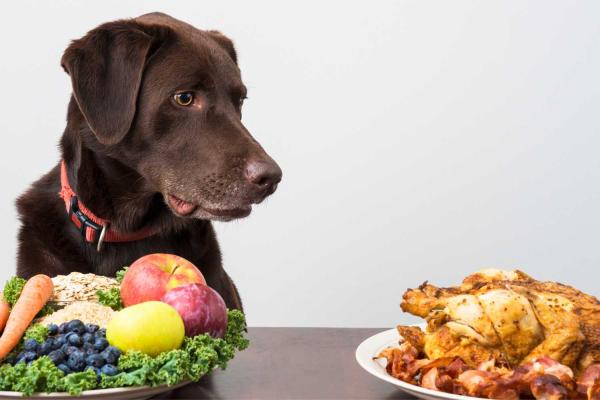 Christmas dog food safety