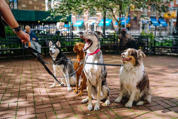 9 Essential Training Tips to Celebrate your Dog 