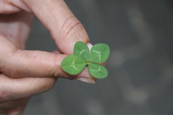 Make Luck Happen Day: Cultivating Good Fortune