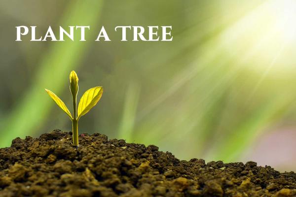 Arbor Day in the U.S.