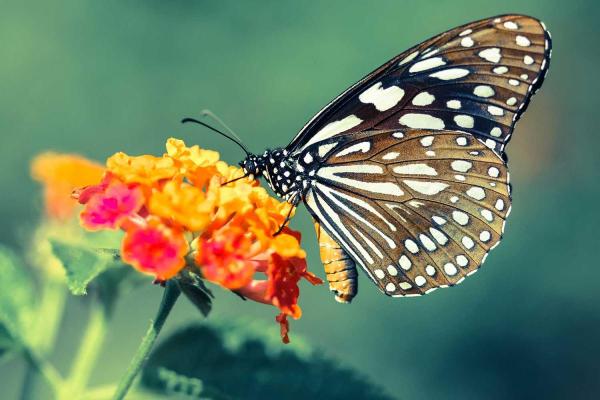 Learn About Butterflies Day