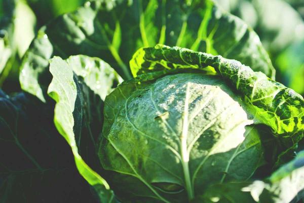 Cabbage Day