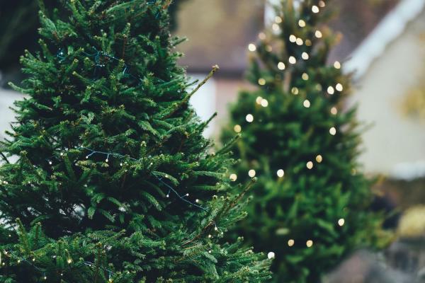 National Christmas Tree Day