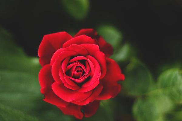 Red Rose Day