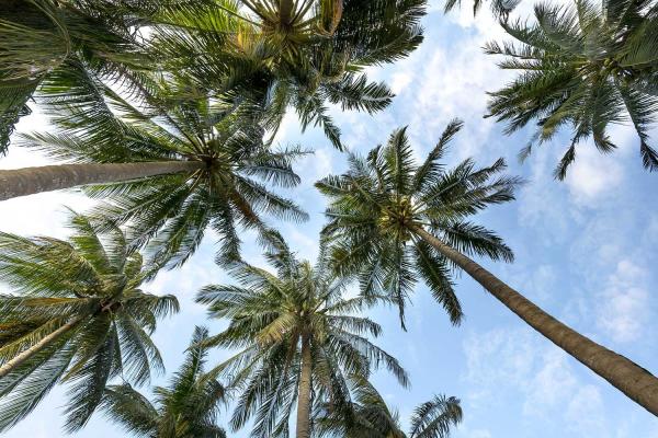 Palm Tree Day