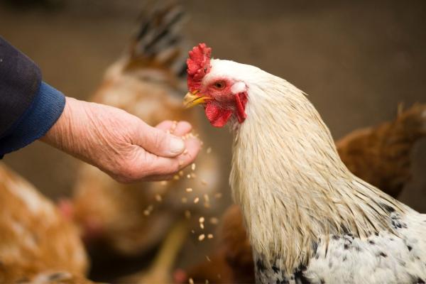 Respect for Chickens Day