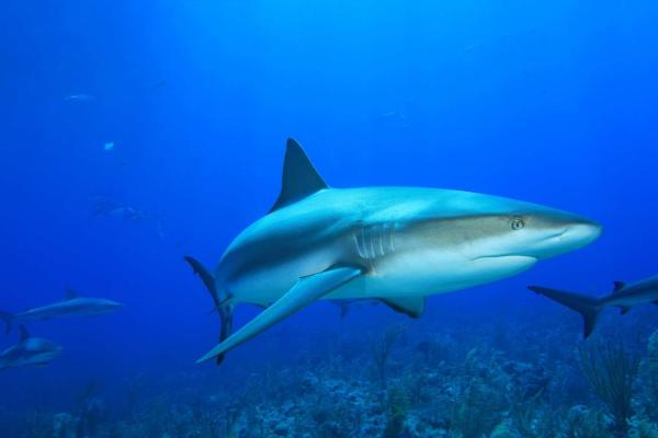 Fintastic Friday