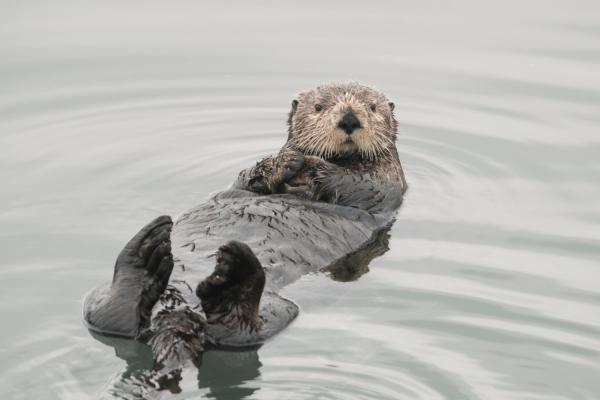 World Otter Day