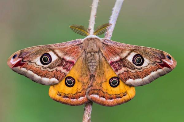 Moth-er Day