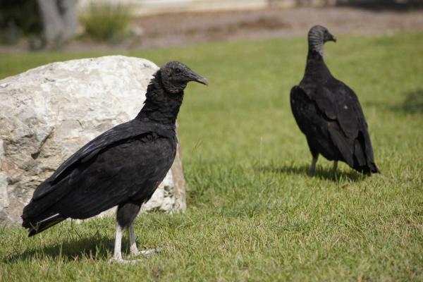 Buzzard Day