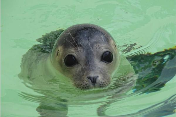 Day of the Seal