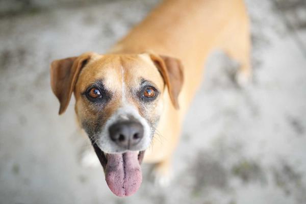 Mutt Day