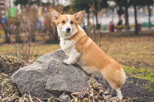 Welsh Corgi Dog Day