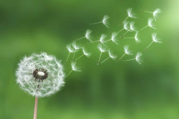 Dandelion Day