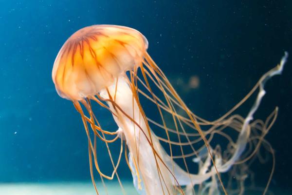 Jellyfish Day