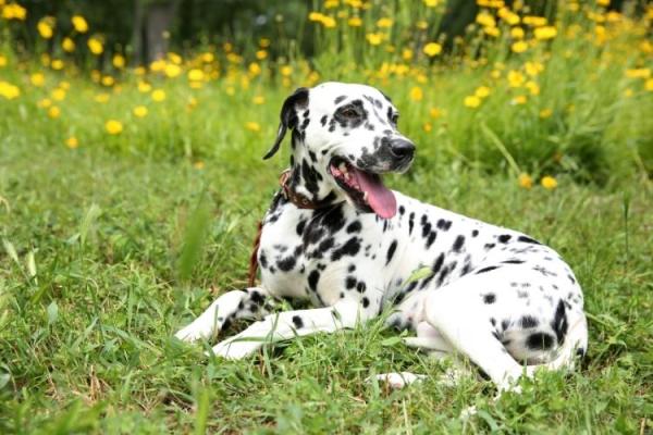Dalmation Day