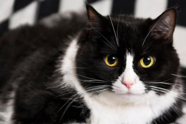 Tuxedo Cat Appreciation Day