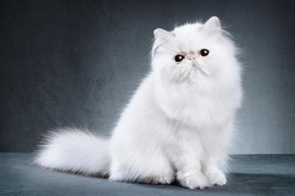 Persian Cat Day
