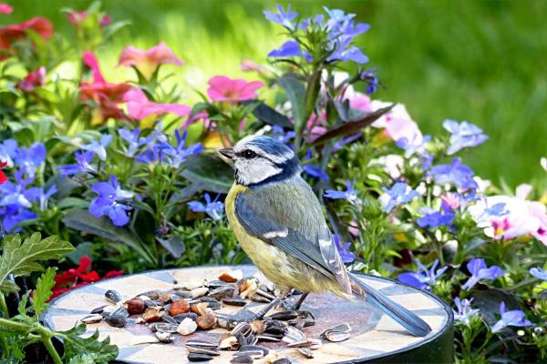 Big Garden Birdwatch