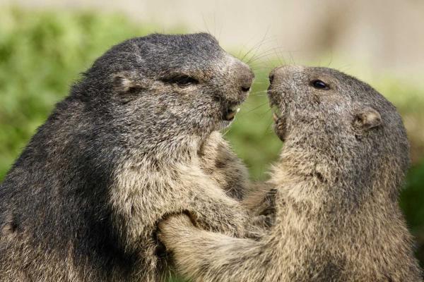 Marmot Day