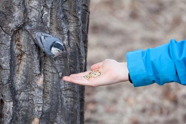 Feed the Birds Day