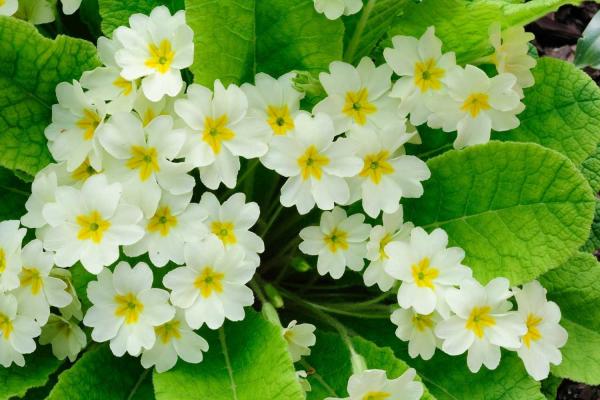 Primrose Day
