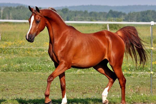 Arabian Horse Day
