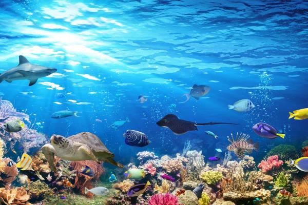 World Aquarium Day