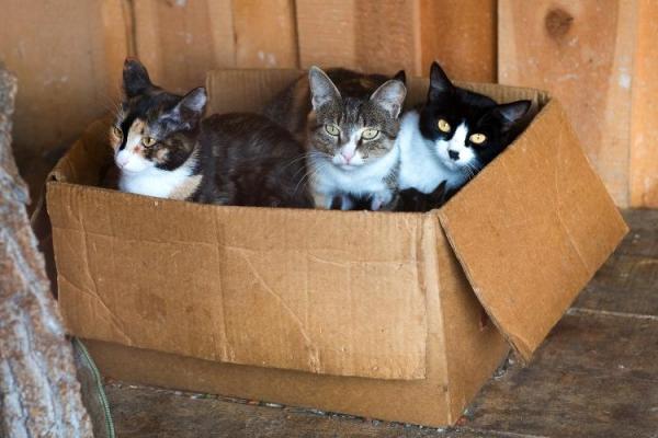 International Rescue Cat Day