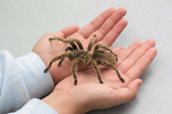 Save a Spider Day